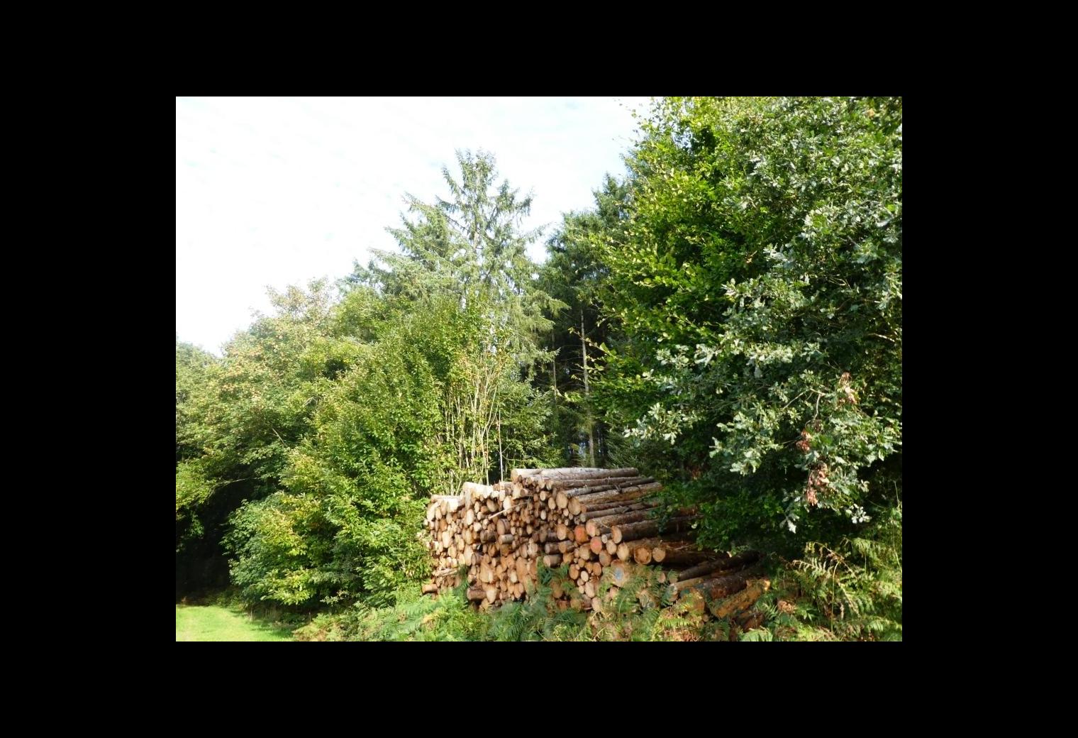 5f0034f9-ea07-4109-a588-9344e9aa7e16.jpg